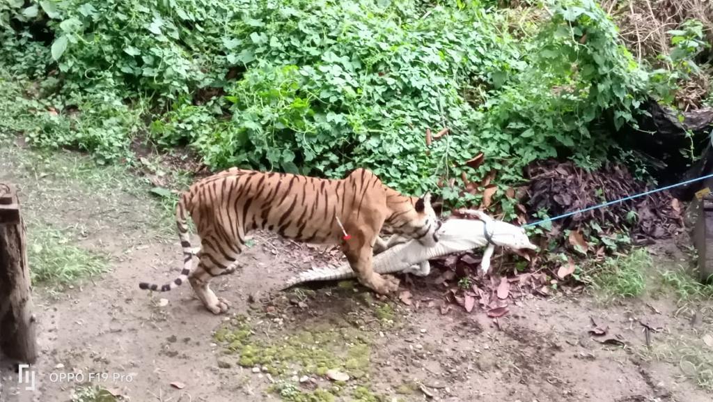 https://www.nepalminute.com/uploads/posts/tiger eating crocodile1660632645.jpeg